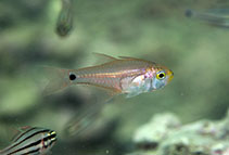 Image of Archamia bleekeri (Gon\