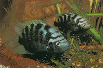 Image of Archocentrus centrarchus (Flier cichlid)