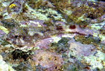 Image of Arcos erythrops (Rockwall clingfish)