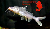 Image of Carlarius gigas (Giant sea catfish)