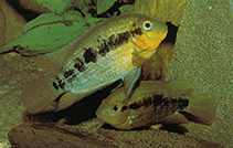 Image of Herotilapia multispinosa (Rainbow cichlid)