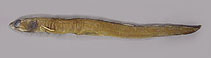 Image of Ariosoma sereti 