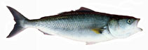 Image of Arripis truttacea (Western Australian salmon)