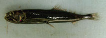 Image of Astronesthes cyaneus 