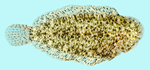 Image of Aseraggodes whitakeri (Whitaker\