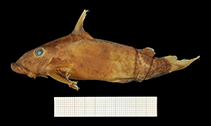 Image of Atopochilus christyi 