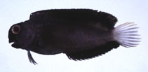 Image of Atrosalarias holomelas (Brown coral blenny)