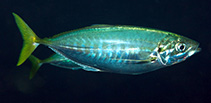 Image of Atule mate (Yellowtail scad)