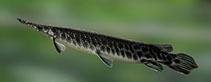 Image of Atractosteus spatula (Alligator gar)