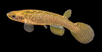 Image of Atlantirivulus tupinambas 