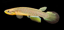 Image of Atlantirivulus tupinambas 