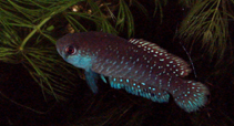 Image of Matilebias cyaneus 
