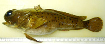 Image of Austrobatrachus iselesele (Zulu toadfish)