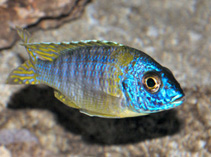 Image of Aulonocara korneliae (Aulonocara chizumulu)