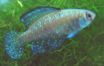 Image of Austrolebias nigripinnis (Blackfin pearlfish)