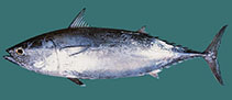 Image of Auxis thazard (Frigate tuna)