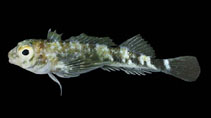 Image of Axoclinus nigricaudus (Cortez triplefin)