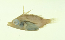 Image of Bathyphylax bombifrons 