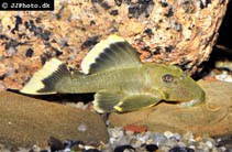 Image of Baryancistrus chrysolomus 