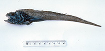 Image of Bathygadus cottoides (Codheaded rattail)