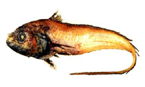 Image of Bathygadus garretti 