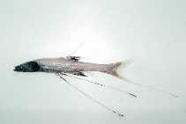Image of Bathypterois guentheri (Tribute spiderfish)