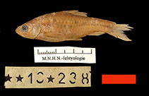 Image of Enteromius guineensis 