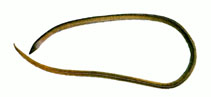Image of Bascanichthys kirkii (Longtailed sand-eel)