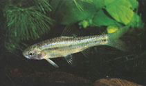 Image of Enteromius lineomaculatus (Line-spotted barb)