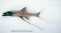 Image of Bathypterois longipes (Abyssal spiderfish)
