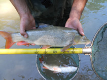 Image of Barbus macedonicus 