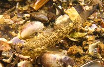 Image of Bathygobius mystacium (Island frillfin)