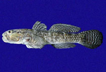Image of Bathygobius ramosus (Panamic frillfin)