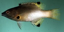 Image of Bodianus axillaris (Axilspot hogfish)