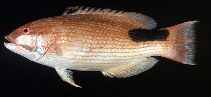 Image of Bodianus bilunulatus (Tarry hogfish)