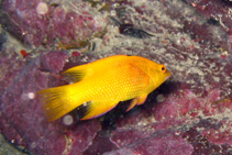Image of Bodianus insularis (Island hogfish)