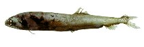 Image of Borostomias mononema (Sickle snaggletooth)
