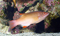 Image of Bodianus neilli (Bay of Bengal hogfish)