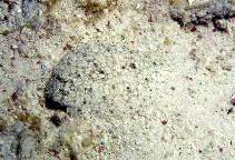 Image of Bothus ocellatus (Eyed flounder)