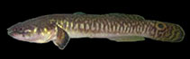 Image of Bostrychus scalaris (Ladder gudgeon)