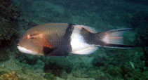 Image of Bodianus speciosus (Blackbar hogfish)