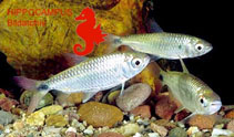 Image of Brycinus affinis (Redfin robber)