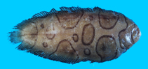 Image of Brachirus annularis (Annular sole)