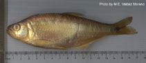 Image of Astyanax caballeroi (Catemaco characin)