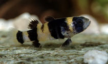 Image of Brachygobius doriae (Bumblebee goby)