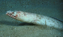 Image of Brachysomophis henshawi (Reptilian snake eel)