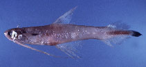 Image of Bregmaceros lanceolatus 