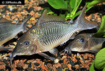 Image of Corydoras multiradiatus (Hognosed brochis)