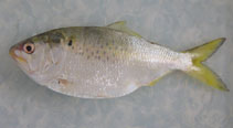 Image of Brevoortia patronus (Gulf menhaden)