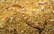 Image of Cancelloxus burrelli (Slender platanna-klipfish)